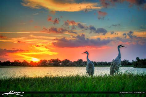 Cranes at Sunset: Exquisite Composition and Masterful Depiction of Nature!